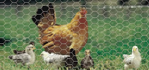Chicken Wire Fencing