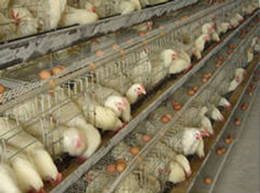 Welded Wire Mesh Panels Making Cages for Chicken Breeding