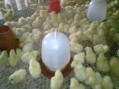 High-Strength Plastic Netting for Chicks, Chickens Breeding