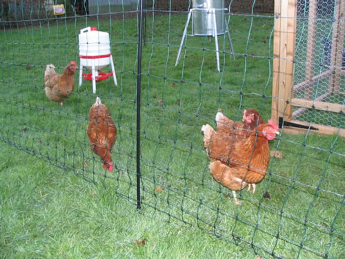 Poultry Netting