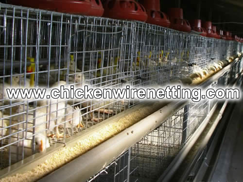Welded Wire Mesh Panel Cages for Chicken Fencing